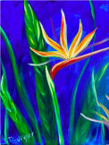 The image for Bird of Paradise