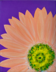 The image for Gerber Daisy! Choose your favorite color!