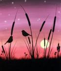 The image for Sunset Birds