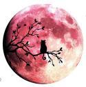The image for Over the Moon!