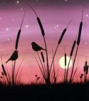 The image for Birdies and Cattails!