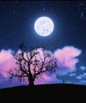 The image for New! Moonlight Night!