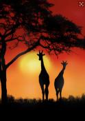 The image for Beautiful Safari Sunset